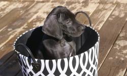 2 Black Female CKC Great Dane pups. Very sweet and very healthy. Home raised from a litter of 8 born on 1/8/2013. UTD on shots and wormed. We have both Mom and Dad on premises. Email for more info.