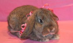 This bunny is brown with darker markings,She is 4 years old.She needs a loving home where someone will pay attention to her.