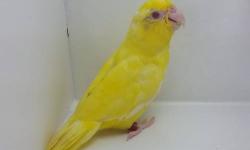 UP FOR SALE, I HAVE TWO BEAUTIFUL FEMALE LUTINO PARROTLETS. THEY WERE HAND FED BY ME AND ARE VERY TAME AND LOVING. BUY THEM AS A PET OR AS A BREEDER. THE CHOICE IS YOURS. VIBRANT YELLOW COLOR WITH RUBY RED COLORED EYES. FATHER IS A LUTINO AND MOTHER IS A