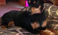 Princess is a female Min Pin. Black/brown. She is 7 months old. Great with children and other animals. Loves to snuggle and play tug of war. She sits for treats. She is up to date on all shots, de-wormed. Not spayed. Doing very well with potty training.