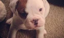 I have 1 Red/White female Olde English Bulldogge for SALE. She is very cute, very playful and such a sweet heart. Up to date on all her shots. She will come with her certified papers & health certificate. She comes from a very healthy blood line. She will