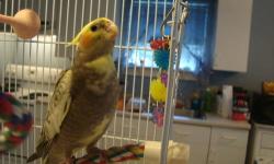 Female pearl tiel split to pied. No shipping. Cash only. Mom is lutino and dad is pied split to pearl.