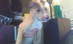 8 week old female pit puppy, she is up to date on her shots, if interested please email or text 585-802-3178
