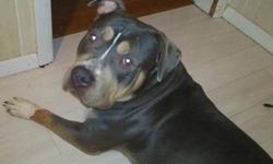 This girl will make a great addition to anyone's home. She is very friendly. She will be short and thick father is a blue Tri 100% razor edge. Mother is all black pitbull both have great temperaments. This girl has no papers but just by looking at the