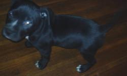 I have a black female pup that's looking for a good home someone that can spend time with her. She has a great temperament. So does the parents. They are great with people and other dogs. This little girl will be a great addition to any family especially