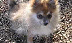 I have one female orange/sable Pomeranian puppy for sale. She was born July 15, 2014. She will weigh approximately 6-7 pounds according to the puppy weight chart. Will have her first shot. She's ready for her new home now! She's using papers to go potty