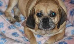 We have a pure breed Femal Pug 3 years old looking for a family.
lilo is a very happy and fun loving Pug who is in need of a family that is ready for all kinds of activities outdoors and in.
Lilo gets along with all other animals as well as all people.
we