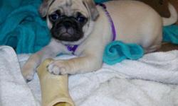 3 months old available female pug for sale, UTD with her shots and spayed. Very loving and playful, waiting for her forever home. If interested send me an e-mail to arrange for a visit with this cutie pie.