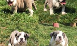 We've just got a puppy 2 days ago, but my other dog doesn't accept her at all. She is a mix of boxer with English sheepdog, brindle colour. Her mother refused feeding the pups at the age of 4 weeks, so she is currently only 6-7 weeks old.
Rehoming fees