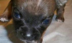 This puppy was born 3/20/13 and will be available to go to her new home on 5/15. She is one in a litter of 5. There were 2 girls and 3 boys.
Penelope was the runt of the litter, and she is very tiny - she is dark brown with a white streak on her head and