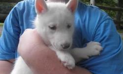 I have 1 all white female purebred (unregistered) Siberian Husky puppy in search of a home. I have included pictures of her mother and father as well. Mom is an all white husky and dad is a red/white husky. She is currently 5 weeks old and will be ready