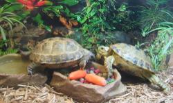 Available is a female russian tortoise. Approx. 3 years old, about 4 inches in diameter. She is still growing, but will not get much bigger. She is very healthy, active and very friendly. She is shown in the photo with my other russian male tortoise. Male