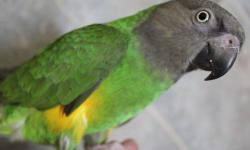 For Sale!!!! Hard To find Female Senegal
3 y/o domestic banded female senegal
DNA tested- domestic banded.-- ready to breed,
needs work to tame with new owners.
Make an Offer-- Youll never know
call or email me with your no. and ill send the picture of