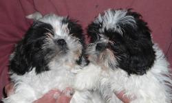 We have 2 black & white purebred female Shih Tzu puppies who are awaiting their new loving homes. They have been vet-approved, vaccinated and wormed. Both girls are very friendly and ready to add years of love and laughter to your life. Adult weight