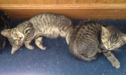 I have two twin sisters, Koi and Ki, who need a home. They are awesome with other cats. Ki doesn't care for loud noises and neither like being held. They are both extremely sweet and affectionate! They have not had any shots but have been wormed. They are