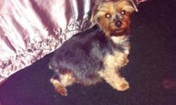 I have two female yorkies for sale the will be ready to go on monday April 28 2014 any questions please text or call 3152869998 thank you