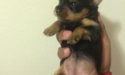 I have one female yorkie puppy to sell she come from a great bloodline . july 20,2014 at 3:22 am she was born she well be 8 week to go on sept 14,2014 she come with tail docked and dewclaws and first set of shots and her AKC registration certificate and