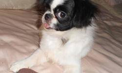 Tiny, feminine, playful and loving purebred teacup Japanese Chin. She is just about fully-grown at 4.25 pounds, and was born 9/27/12. She has a gentle, soft nature and an affectionate disposition. She is so lovely that we call her "Pretty". Has vaccines