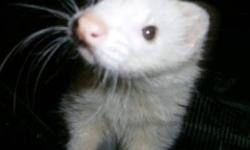 Ferret - Brennan & Dee - Small - Young - Male - Small & Furry
Brennan and Dee are two ferrets that were surrendered to RTPA and are now looking for a home to call their own. They need to be adopted together. Both are well mannered and do not bite, very
