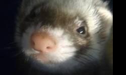 Ferret - Danielle - Small - Young - Female - Small & Furry
CHARACTERISTICS:
Breed: Ferret
Size: Small
Petfinder ID: 25226393
ADDITIONAL INFO:
Pet has been spayed/neutered
CONTACT:
SPCA Serving Allegany County | Wellsville, NY | 585-593-2200
For additional