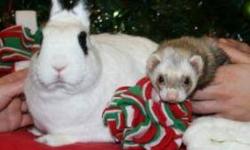 Ferret - Gus - Large - Adult - Male - Small & Furry
Gus is the cutest ferret friend.He is a Chocolate Sable with the cute White mask and has the shorter face.Gus is 4 yrs. old and very active and loves to be with his human.We find that Gus does not get