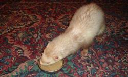Ferret - Gus - Large - Adult - Male - Small & Furry
Gus is the cutest ferret friend.He is a Chocolate Sable with the cute White mask and has the shorter face.Gus is 4 yrs. old and very active and loves to be with his human.We find that Gus does not get