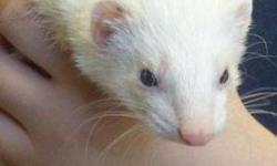 Ferret - Luna - Small - Young - Female - Small & Furry
Hi, my name is Luna and I am a Dark Eyed White who is 2 yrs. old.I am very pretty and I am very playful and I am a really nice ferret.I get along great with other ferrets.I hope you have a ferret