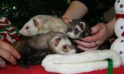 Ferret - Trio Of Ferrets, Murf,surf,turf - Large - Adult - Male
Hello we have a very nice trio of ferrets.They all grew up together and they well need to be adopted all together..You have Murf who is a chunky Chocolate Sable male.You have Surf who is a