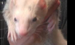Ferret - Zachery - Small - Young - Male - Small & Furry
CHARACTERISTICS:
Breed: Ferret
Size: Small
Petfinder ID: 25226376
ADDITIONAL INFO:
Pet has been spayed/neutered
CONTACT:
SPCA Serving Allegany County | Wellsville, NY | 585-593-2200
For additional