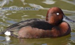 I have for sale a pair of 2014 hatch Ferruginous White Eyed Duck.. Price is for the pair .Birds will be shipped at buyer's expense ..