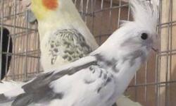 I have a few pairs of bonded proven pair of cocktiel,all young pairs 2 years to 1 1/2 years old only had one clutch this year,but ready to breed again,price is firm birds are very healthy and fertile call John 917 846-0571