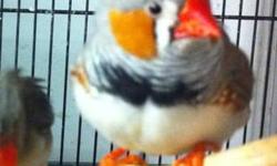 Finch - Zebra Finches - Small - Young - Bird
We currently have a few zebra finches available for adoption. We have males and females available. Their adoption fee is $10 each. If you are interested in adopting one, please stop by or call. We are ope daily