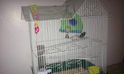 I HAVE 2 FINCHES ONE IS WHITE ONE IS BROWN ANY QUESTION FEEL FREE TO CALL ME AT 585-369-9799 THANK U
