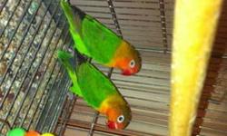 Fischer lovebirds pair adorable pair 1yr old $125. Please call 347-368-3620 delivery available for fee. No emails .
This ad was posted with the eBay Classifieds mobile app.