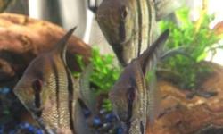 There are angelfish and baby Gouramis about an inch big for sale, the angelfish are relatively small too, the smallest is 2 inches and biggest just about 6 inches. Any questions contact me at my email, [email removed]
This ad was posted with the eBay