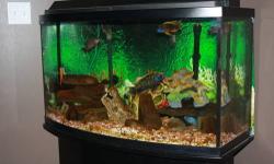 46 gallon bow front tank with black stand and Cichlid fish. This is a beautifully established tank and is up and running in my home. I'm getting a wood stove and need the space in my house. I dont want to get rid of this tank. Its a very nice feature in