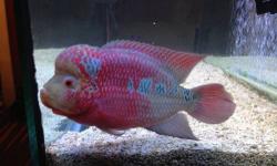 I have a young male Red Dragon Zhen Zhou Flowerhorn Cichlid for sale. He is big between 10-12 inches long. Very healthy and very beautifully colored.asking $100.00
This ad was posted with the eBay Classifieds mobile app.