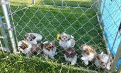 I have two shih Tzus that are 1 1/2 years old. One male, one female.. Litter mates, both fixed, both up to date on shots. $100 a piece. Would like them to stay together but they don't have to.
This ad was posted with the eBay Classifieds mobile app.