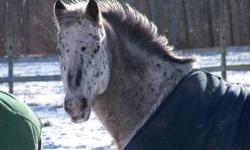 CERTIFICATE OF REGISTRATION APPALOOSA HORSE CLUB
PART THOROUGHBRED, 20 YRS OLD. NEEDS EXPERIENCE RIDER. MOVING, MUST FIND GOOD LOVING HOME.LIVES NOW IN LISLE BUT WILL BE MOVING TO A BOARDING STABLE IN MONTROSE PA (18801)UNTIL I CAN FIND HIM A HOME.