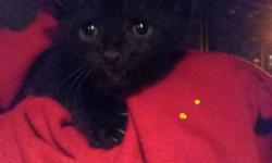 Cute healthy male kitten
Very playful and independent- will eat on his own and is litter box trained.
LOVES TO CUDDLE and is AMAZING with other pets and children.
He received his first dewormer and has no fleas. Hes ready to be adopted!
We are a non