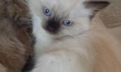 This sweet ragdoll is an eight week old female ragdoll and ready to go to her new home . Perfect health. Playfull; litter box trained and super adorable. . She loves to cuddle
Feel free to call with any questions! (646)345-3340