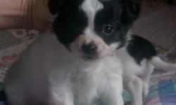 Tess is a long hair, little Chihuahua girl, who has a very fluffy coat at 6 weeks....She is looking for a loving pet home only. She is already eating well & will be weaning from Mom soon. We do however keep our pups until at least 8 weeks so they have