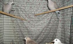 I HAVE 6 RING NECKED DOVES FOR SALE. $12 A PIECE. ONE WHITE/RED ONE ONE WHITEISH ONE AND 4 GREY ONES. VARIOUS AGES. THEY NEED HOMES ASAP. :) CALL JUDY AT 607-292-3208 OR REPLY TO THIS ADD AND I WILL EMAIL YOU BACK.
