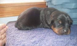 I have 10 purebred german rotti puppies 5 female and 5 male..Puppies were born March 22,2013 their tails and dew claws have been done already..Both parents are here and have great dispositions and are super friendly ..Puppies will have 1st shots,be
