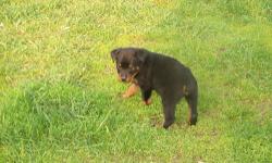 I have one female german rottweiler puppy available from her litter..She was born on March 22,2013 ( making her 8 weeks old )..She has her dew claws and tail done and also has 1st shots,dewormed twice,and vet checked..Both parents are here and have great