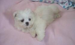 Adorable female Lhasa Shih puppy ..Father is a shih tzu and mother is a lhasa apso..She was born January 24,2013..Has her first shots and dewormed twice now..This cute little girl is so sweet and friendly and just loves to be cuddled..She has just started