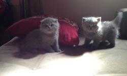 Hello and welcome to my post !
My Scottish fold cat had babies on Aug 24, and now we have several kittens in need of good heart warming homes.
If you are in search of a royally exotic beautiful kitten you have found your match.
These gray Scottish fold/