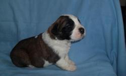 I have a beautiful litter of St.Bernard puppies born on April 12,2014..Both parents are on premises..They also have great dispositions and are very friendly..We have had excellent health to date dad is 8 years old and mom is 1 year old..Puppies will have