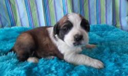 I have a beautiful litter of St.Bernard puppies born on April 12,2014..Both parents are on premises..They also have great dispositions and are very friendly..Puppies will have 1st shots,be dewormed,and vet checked before leaving me..Puppies are handled
