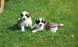 I have 2 males and 2 female St.Bernard puppies available..They will have 1st shots,be dewormed,and have been vet checked..Puppies were born on April 12,2014 and are almost ready to go to their new families..They are very sweet and love all the attention